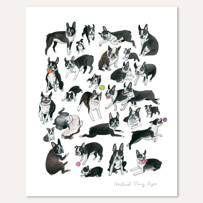 Boston Terrier Print