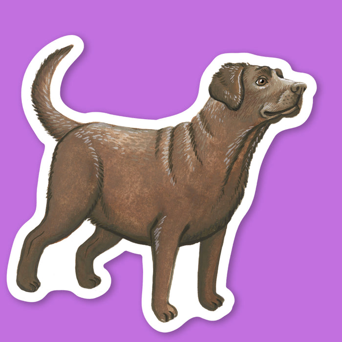 Chocolate Labrador Sticker