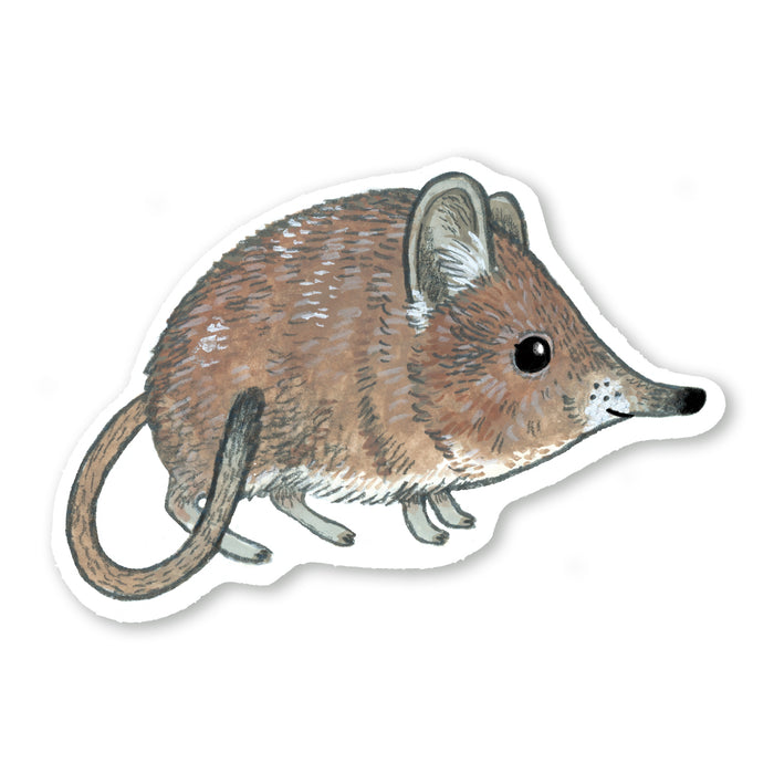Elephant Shrew Sticker