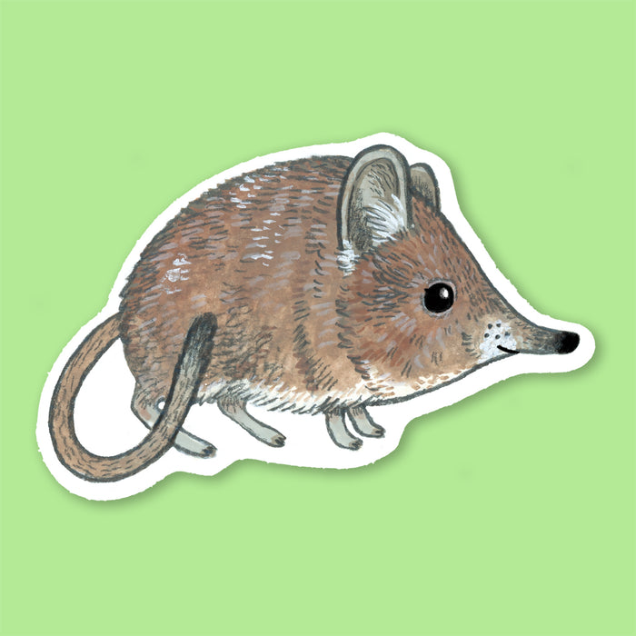 Elephant Shrew Sticker