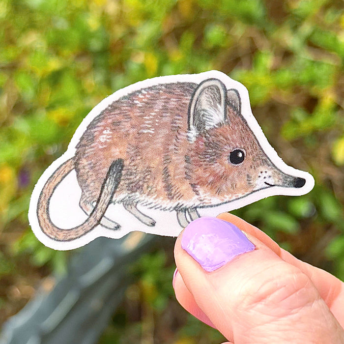 Elephant Shrew Sticker