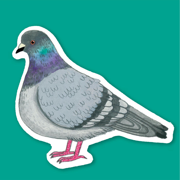Pigeon Sticker