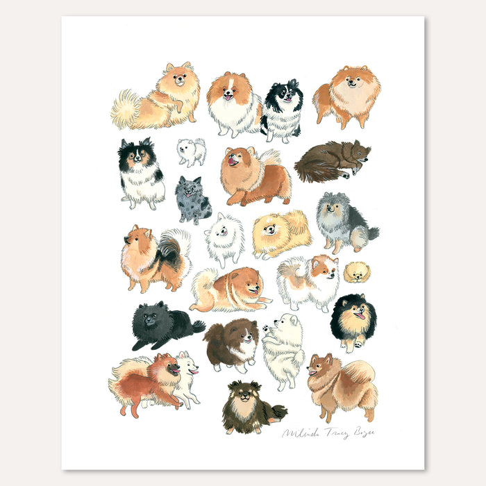 Pomeranian Print