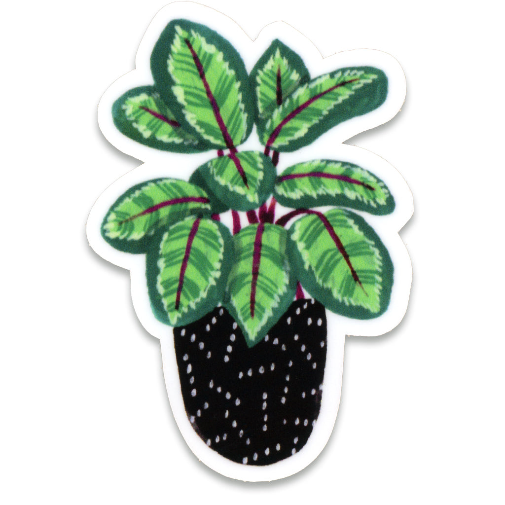 Calathea Sticker by Party Mouse Studio
