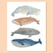 Whale Art Print by Melinda Tracy Boyce
